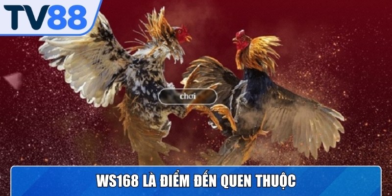 WS168 là điểm đến quen thuộc cho anh em thích các trận chọi kê quốc tế